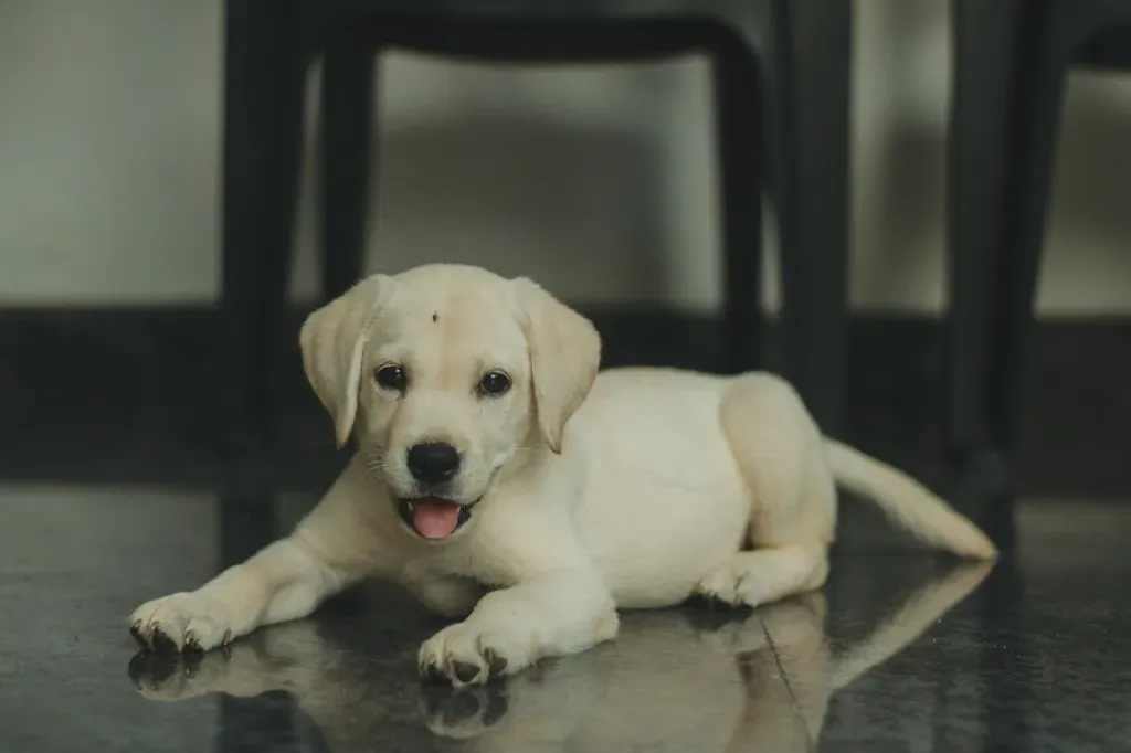 szczeniak na podłodze w domu